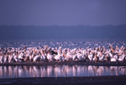 Kenya 101261.jpg